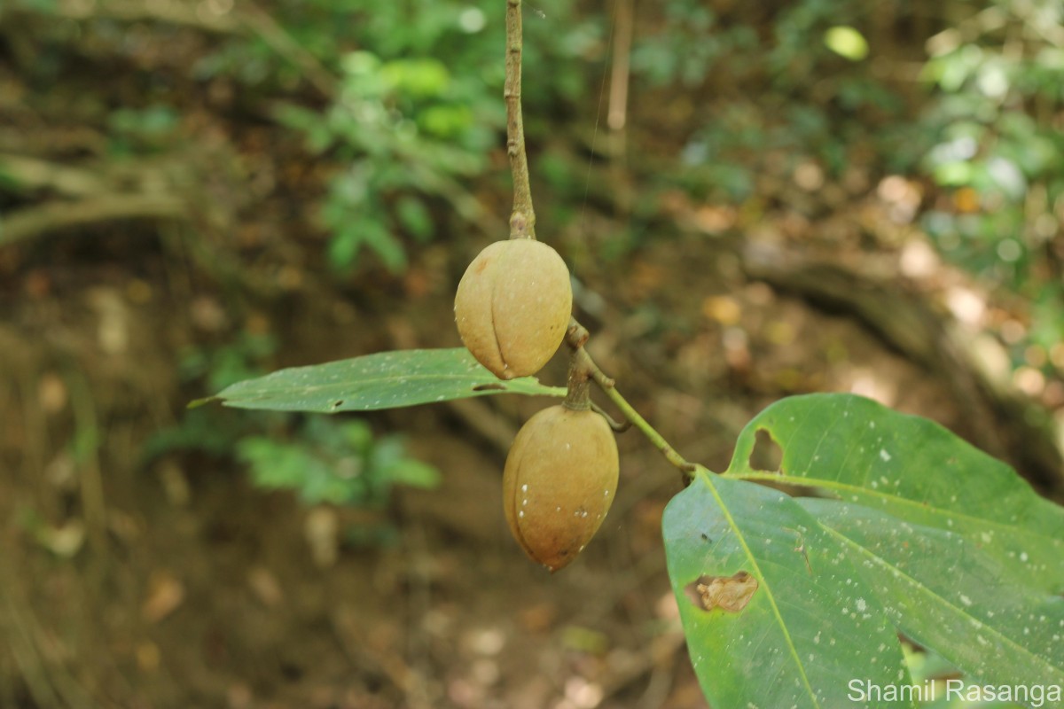 Myristica ceylanica A.DC.